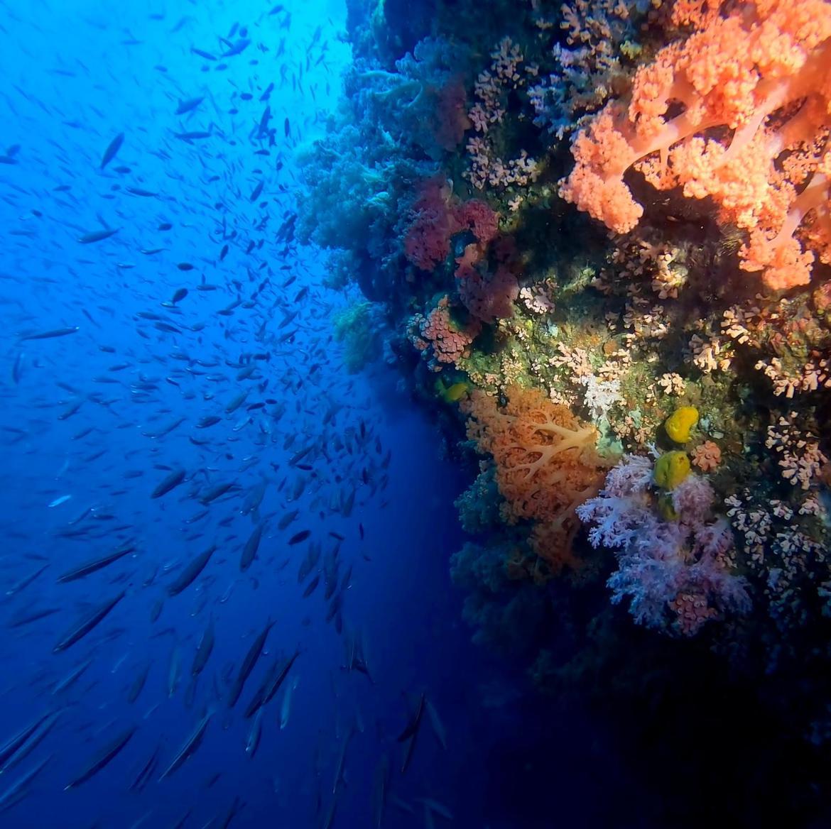 East Holiday Resort Moalboal Bagian luar foto